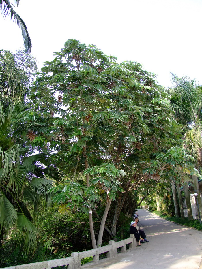 蚁晒树 Cecropia peltata