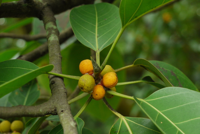 高山榕 Ficus altissima 高山榕 Ficus altissima