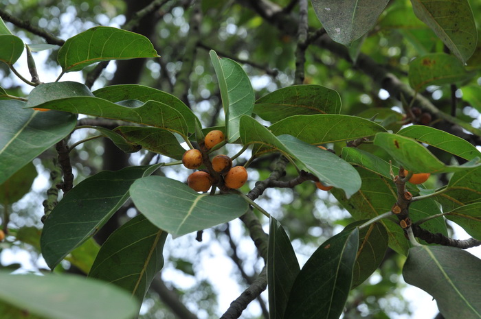 高山榕 Ficus altissima 高山榕 Ficus altissima