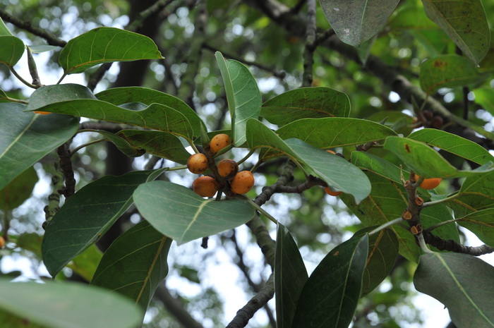 高山榕 Ficus altissima