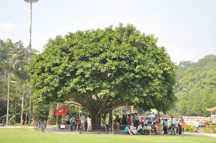 高山榕 Ficus altissima