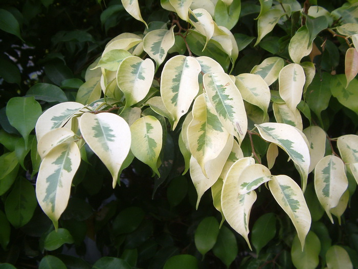 花叶垂榕Ficus benjamina ‘Variegata’ 花叶垂榕Ficus benjamina ‘Variegata’
