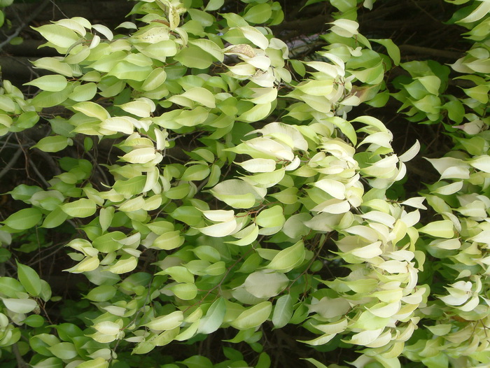 金叶垂榕 Ficus benjamina ‘Golden Leaves’