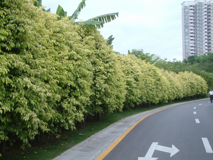 金叶垂榕 Ficus benjamina ‘Golden Leaves’