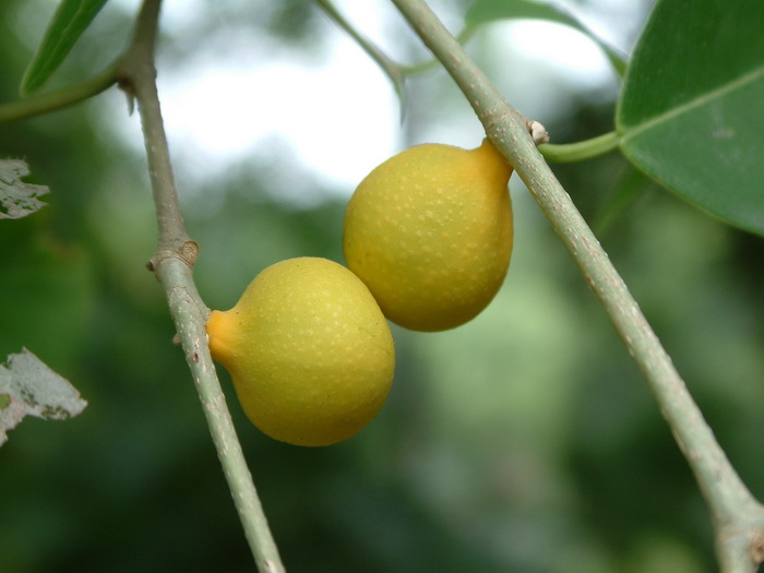 垂榕Ficus benjamina 垂榕Ficus benjamina