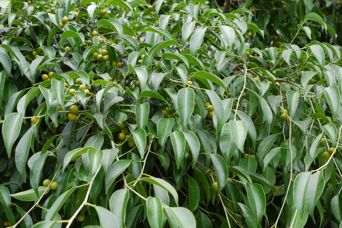 垂榕Ficus benjamina 垂榕Ficus benjamina