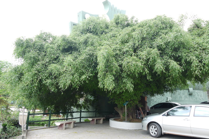 垂榕Ficus benjamina