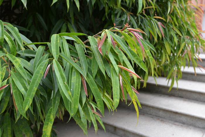 长叶榕 Ficus binnendijkii 长叶榕 Ficus binnendijkii