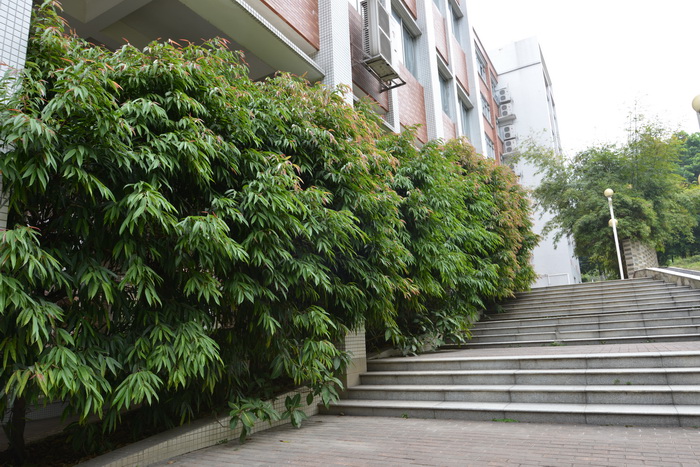 长叶榕 Ficus binnendijkii 长叶榕 Ficus binnendijkii