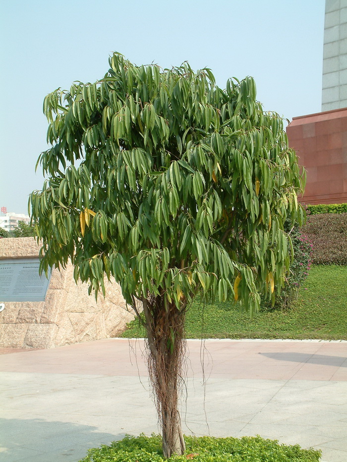 长叶榕 Ficus binnendijkii