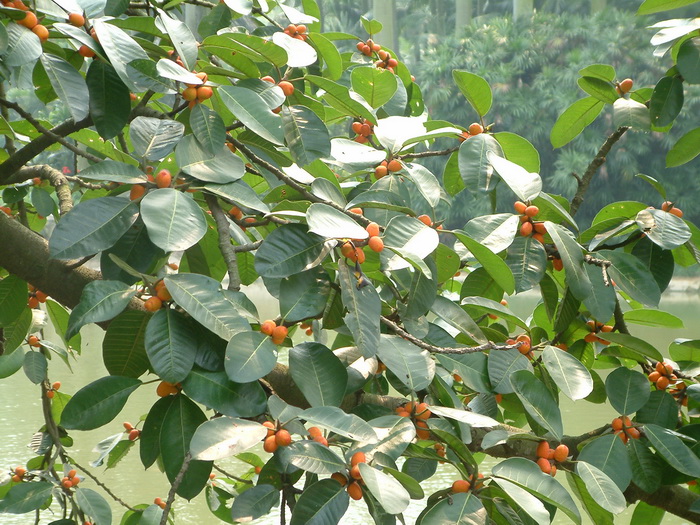 美丽枕果榕Ficus drupacea var. pubescens