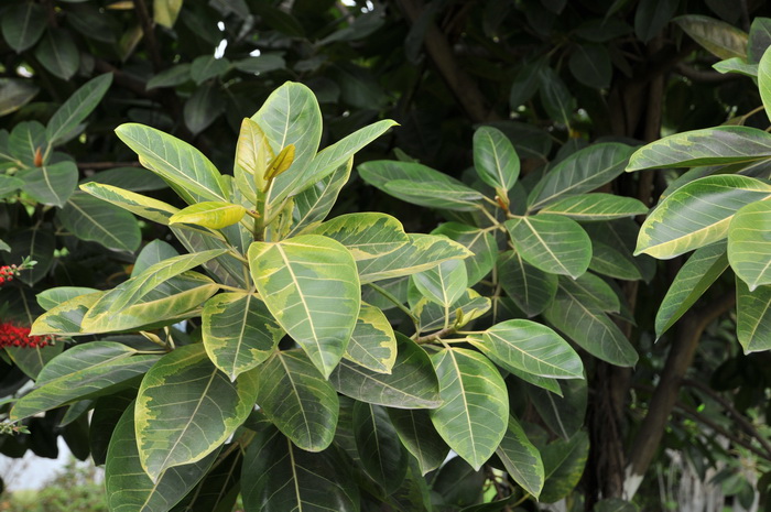 花叶橡皮树Ficus elastica ‘Aureo-marginata’