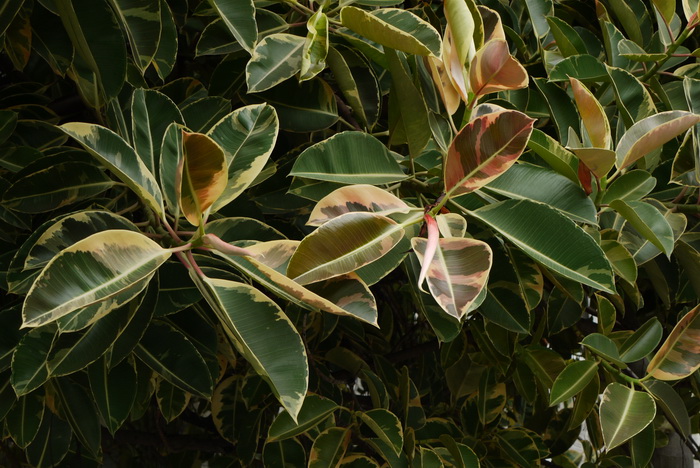 花叶橡皮树Ficus elastica ‘Aureo-marginata’ 花叶橡皮树Ficus elastica ‘Aureo-marginata’