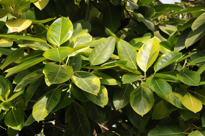 富贵榕Ficus elastica ‘Schryveriana’
