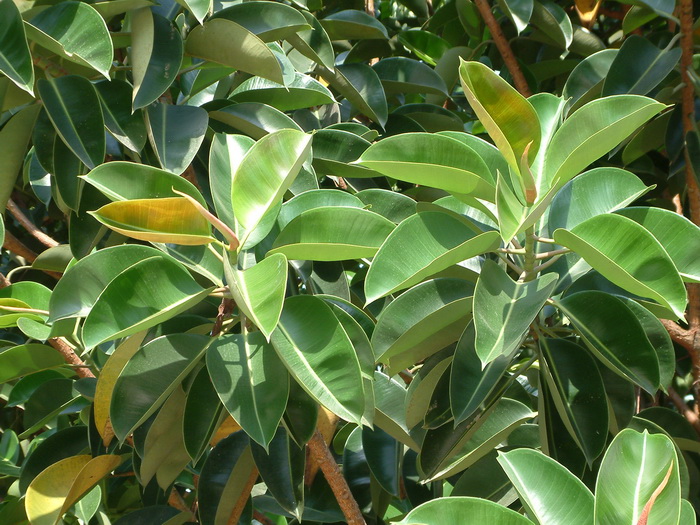 橡皮树Ficus elastica 橡皮树Ficus elastica