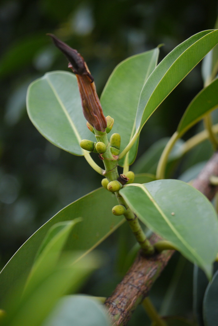 橡皮树Ficus elastica 橡皮树Ficus elastica
