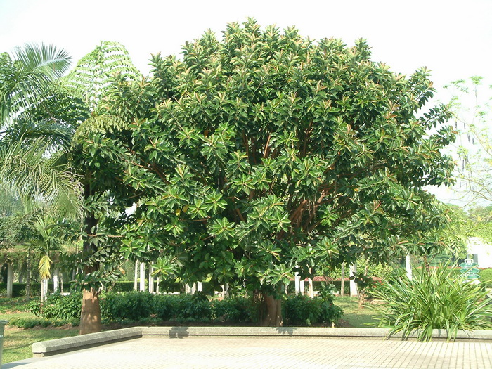 橡皮树Ficus elastica