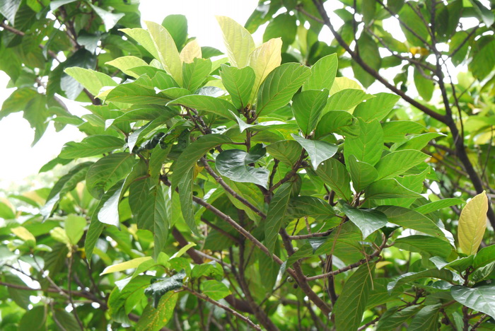 水筒木 Ficus fistulosa