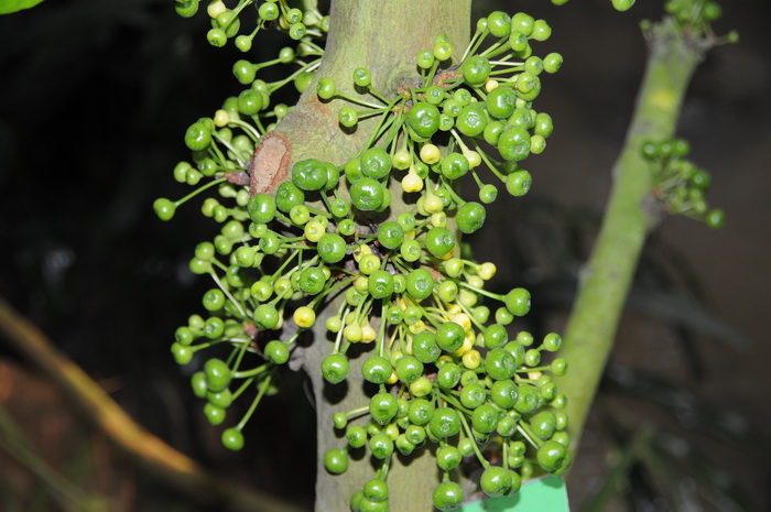 水筒木 Ficus fistulosa