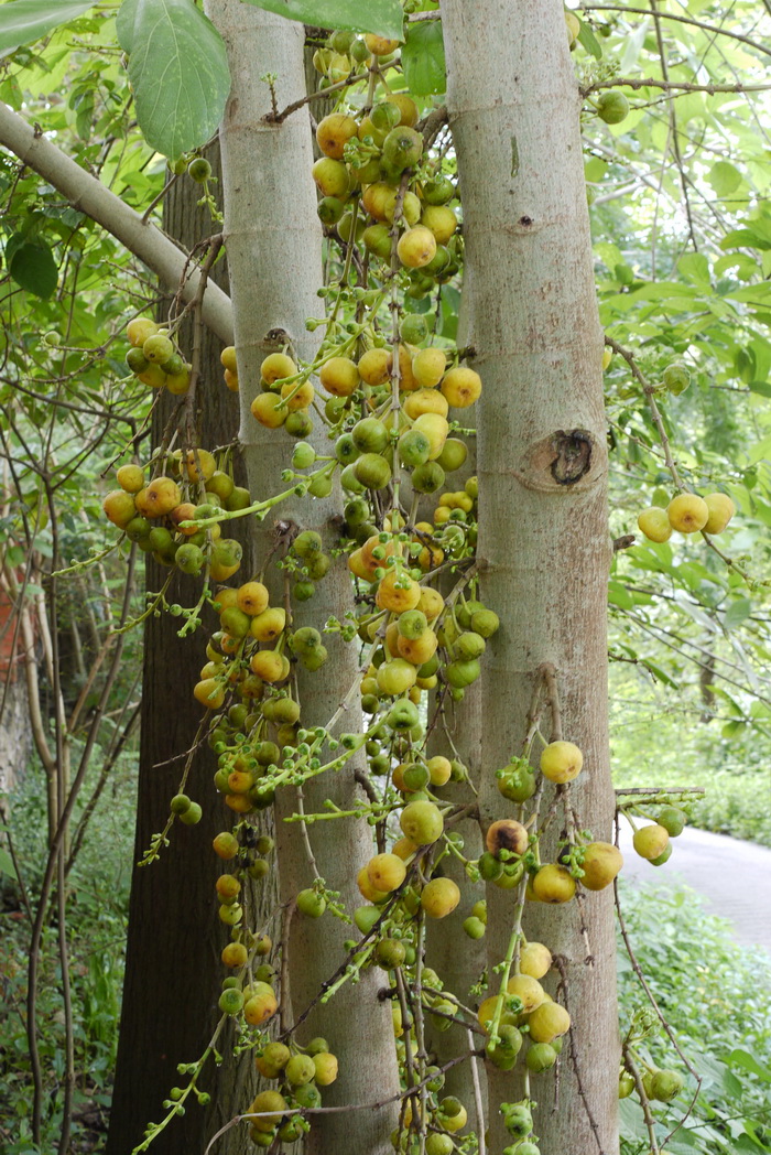 对叶榕Ficus hispida