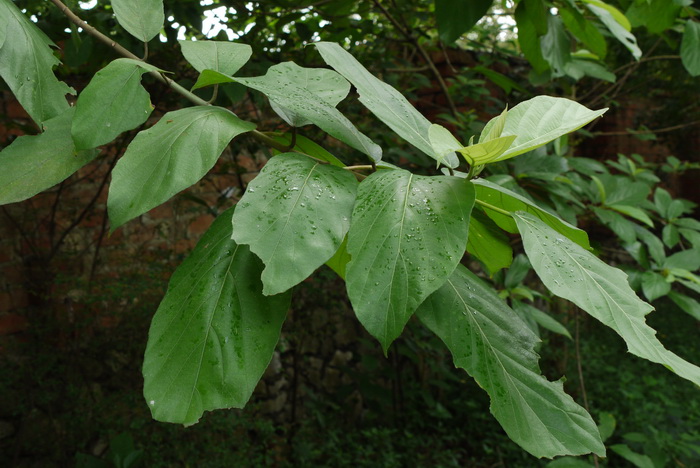 对叶榕Ficus hispida