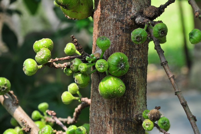 对叶榕Ficus hispida