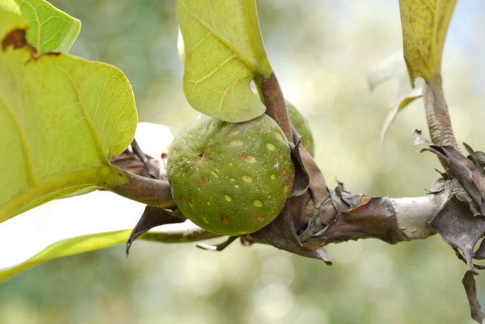 大琴榕Ficus lyrata