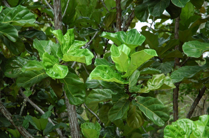 大琴榕Ficus lyrata