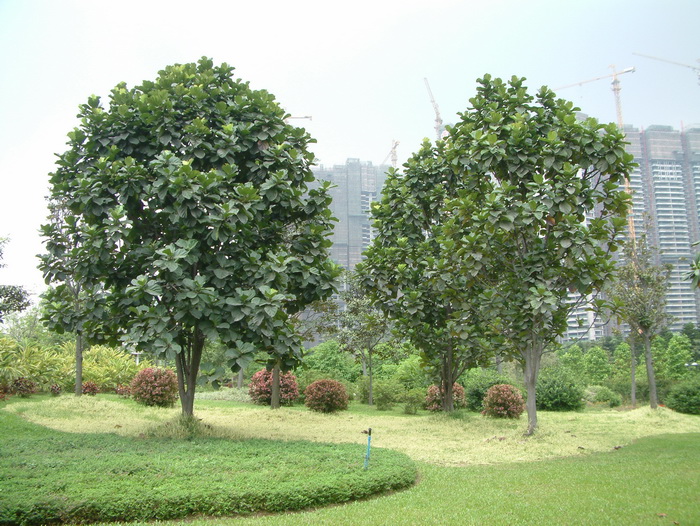 大琴榕Ficus lyrata