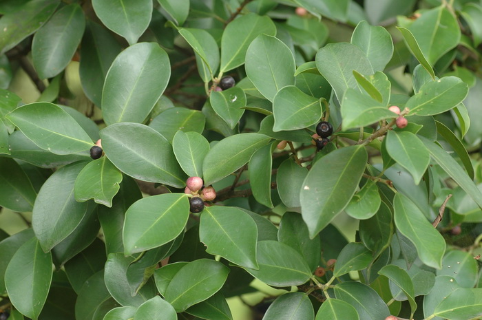 榕树Ficus microcarpa