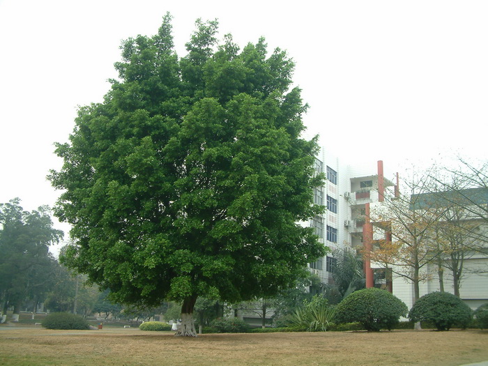 榕树Ficus microcarpa