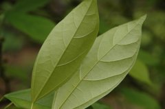 凸脉榕Ficus nervosa