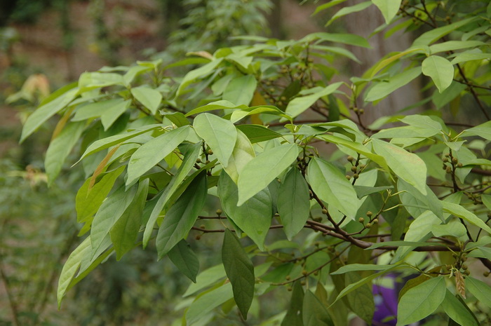 凸脉榕Ficus nervosa