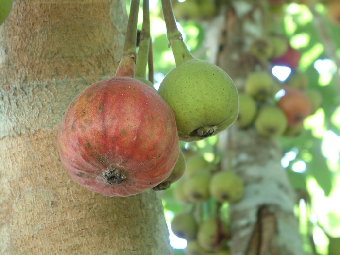 苹果榕 Ficus oligodon