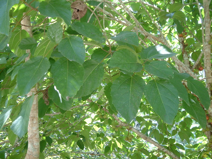 苹果榕 Ficus oligodon