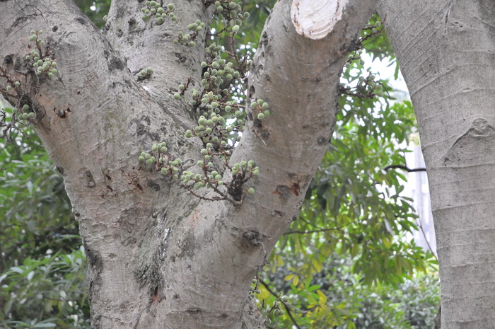 聚果榕Ficus racemosa