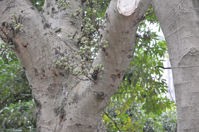 聚果榕Ficus racemosa 聚果榕Ficus racemosa