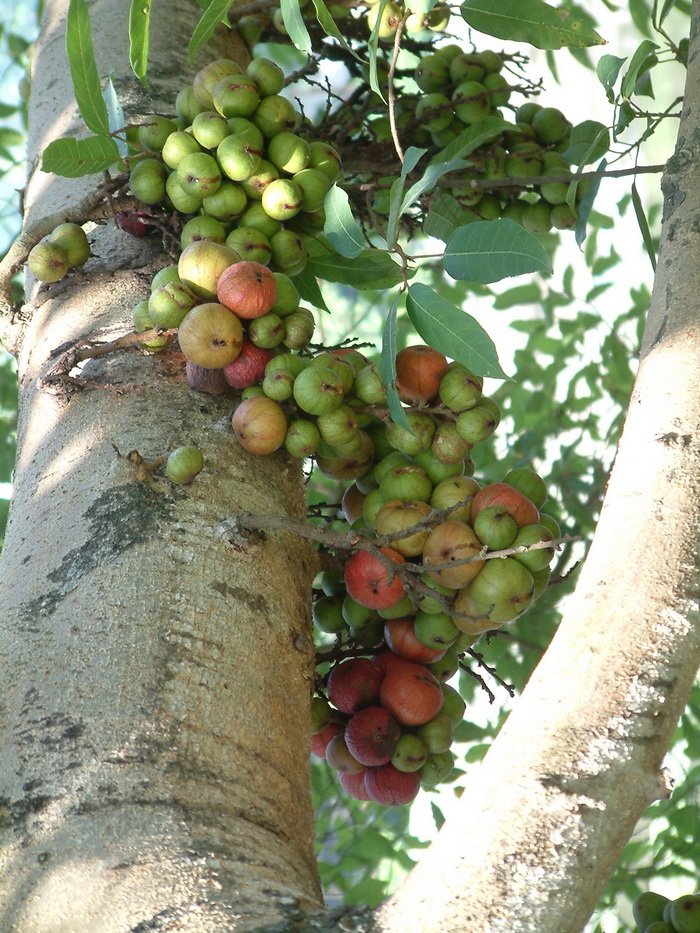 聚果榕Ficus racemosa 聚果榕Ficus racemosa