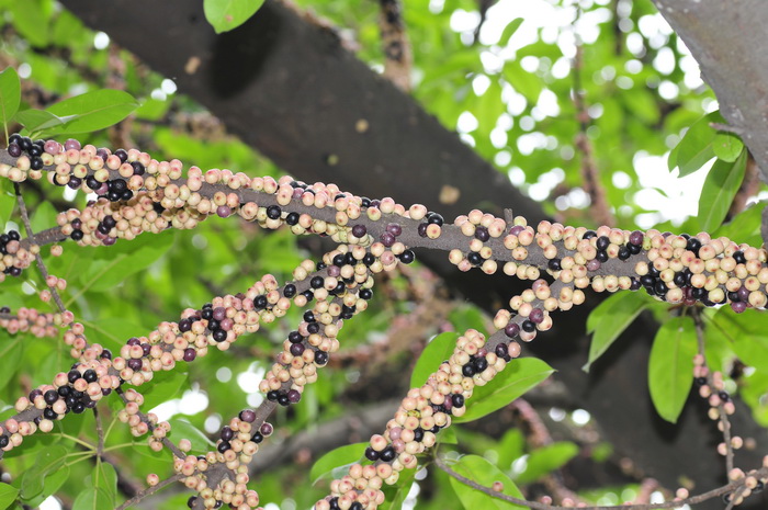 笔管榕Ficus subpisocarpa 笔管榕Ficus subpisocarpa