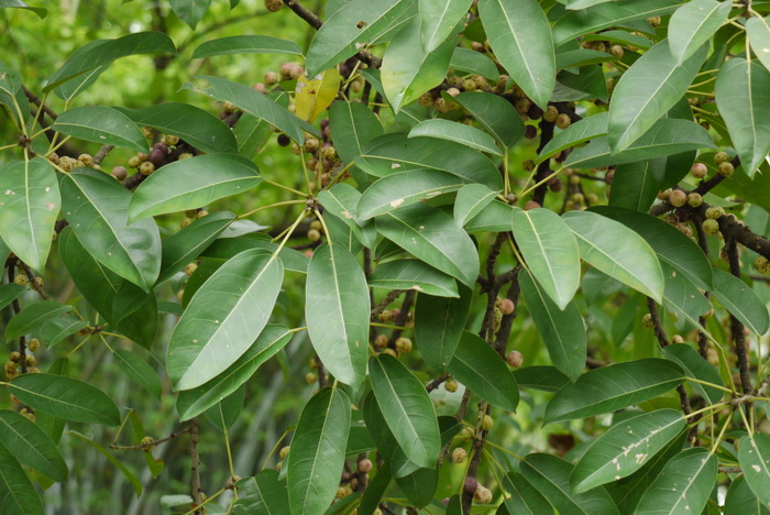 笔管榕Ficus subpisocarpa