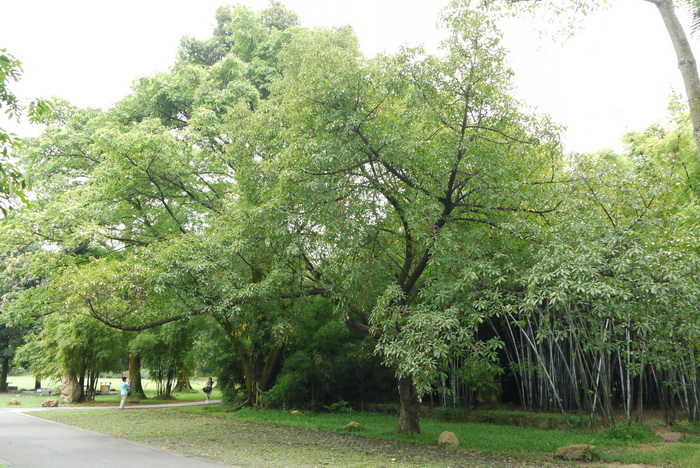 笔管榕Ficus subpisocarpa