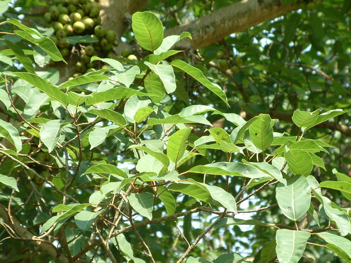 聚果榕Ficus racemosa