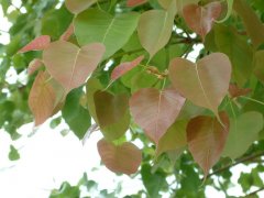 菩提树 Ficus religiosa