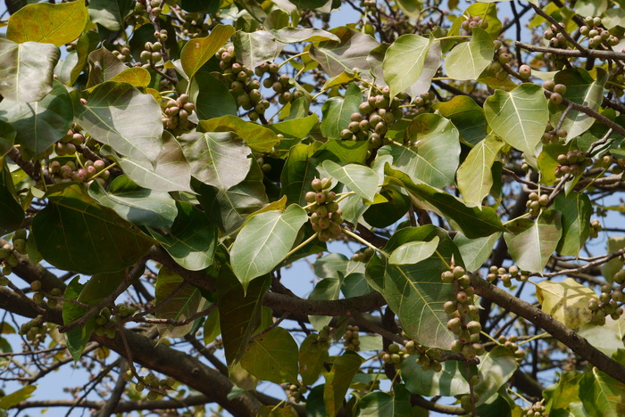 菩提树 Ficus religiosa 菩提树 Ficus religiosa