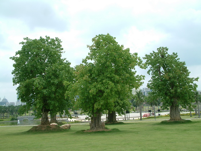 菩提树 Ficus religiosa