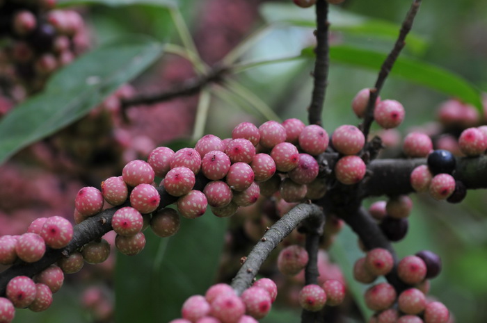 笔管榕Ficus subpisocarpa 笔管榕Ficus subpisocarpa