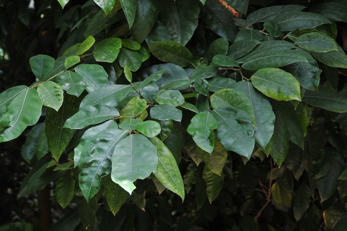 斜叶榕 Ficus tinctoria subsp. gibbosa