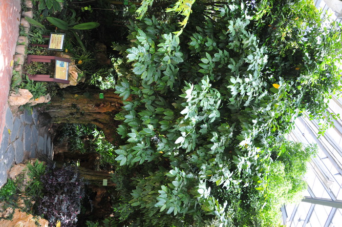 斜叶榕 Ficus tinctoria subsp. gibbosa