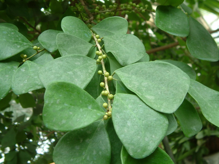 三角榕Ficus triangularis 三角榕Ficus triangularis