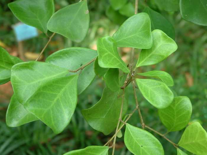 三角榕Ficus triangularis